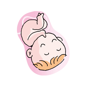 子宮で眠る胎児